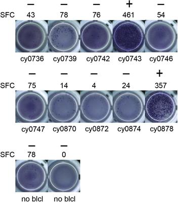 Identifying a Minor Histocompatibility Antigen in Mauritian Cynomolgus Macaques Encoded by APOBEC3C